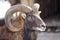 Bighorn Ram Portrait