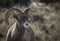 Bighorn ram portrait with sun in horns