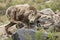 Bighorn Ram In Rocky Mountains