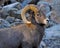 Bighorn Ram at Sunset