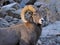 Bighorn Ram at Sunset