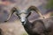 Bighorn Sheep