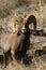 Bighorn sheep