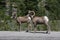 Bighorn Sheep