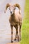 Bighorn Sheep