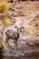 Bighorn Sheep on Arizona Canyon Lake