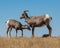 Bighorn Sheep on Badlands Loop Road