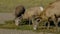 Bighorn Sheep Badlands National Park