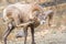 Bighorn sheep with big testicles