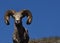 Bighorn Sheep with Blue Sky