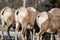 Bighorn sheep butts lined up, as they eat grass in winter, in the wild