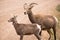 Bighorn Sheep and Calf Look to Cross the Road