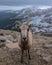 Bighorn Sheep in Colorado