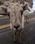 Bighorn Sheep in Colorado