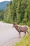 Bighorn sheep crossing road in the Rockies