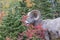 Bighorn Sheep Eating Berries in the Fall