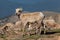 Bighorn Sheep Ewe with Lamb Nursing