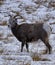 Bighorn sheep ewe on snowy pasture