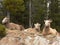 Bighorn Sheep Family