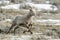 Bighorn Sheep female, running