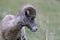 Bighorn Sheep Glacier National Park Montana USA