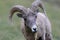 Bighorn Sheep Glacier National Park Montana USA