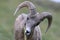 Bighorn Sheep Glacier National Park Montana USA