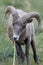 Bighorn Sheep Glacier National Park Montana USA