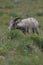 Bighorn Sheep Glacier National Park Montana USA