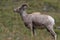 Bighorn Sheep Glacier National Park Montana USA