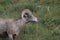 Bighorn Sheep Glacier National Park Montana USA