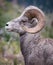Bighorn sheep in Glacier National Park, Montana, USA. Majestic Ovis canadensis male in its natural habitat in Glacier National