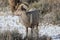 Bighorn sheep in Grand Teton National Park Winter