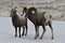 Bighorn sheep in Grand Teton National Park Winter.