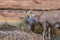 Bighorn Sheep grazes beside a rocky cliff in Colorado National Monument