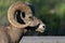 Bighorn sheep grazes at sunset in Canada