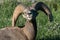 Bighorn sheep grazes at sunset in Canada