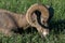 Bighorn sheep grazes at sunset in Canada