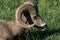 Bighorn sheep grazes at sunset in Canada