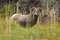 Bighorn Sheep Grazing on Bear Gras