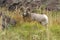Bighorn Sheep Grazing on Bear Grass