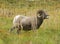 Bighorn Sheep Grazing on Bear Grass