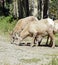 Bighorn sheep grazing together