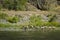 Bighorn sheep, Hells Canyon, Idaho