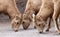 Bighorn sheep herd on the road, Canadian Rockies, Canada