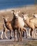 Bighorn sheep herd on the road, Canadian Rockies, Canada