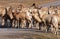 Bighorn sheep herd on the road, Canadian Rockies, Canada