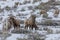 Bighorn Sheep Herd in Rut in Wyoming