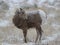 Bighorn sheep lamb in Grand Teton National Park Winter