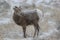 Bighorn sheep lamb in Grand Teton National Park Winter